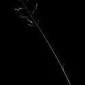 Img.VTax3914.ExN.Img1