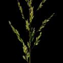 Img.VTax3914.ExN.Img9