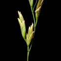 Img.VTax3917.ExN.Img6