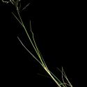 Img.VTax3917.ExN.Img7