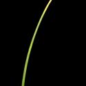 Img.VTax3920.ExN.Img4