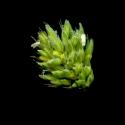 Img.VTax3925.ExN.Img3