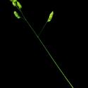 Img.VTax3925.ExN.Img6