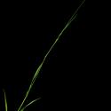 Img.VTax3927.ExN.Img1