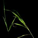 Img.VTax3927.ExN.Img5