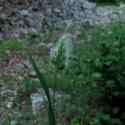 Img.VTax3927.ExN.Img7