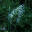 Img.VTax3927.ExN.Img8