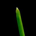 Img.VTax3937.ExN.Img1