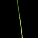Img.VTax3937.ExN.Img7
