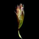 Img.VTax3937.ExN.Img8