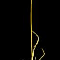 Img.VTax3939.ExN.Img6