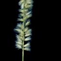 Img.VTax3942.ExN.Img4