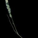 Img.VTax3942.ExN.Img5