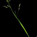 Img.VTax3946.ExN.Img2