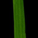 Img.VTax3947.ExN.Img6