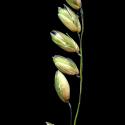 Img.VTax3948.ExN.Img1