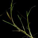 Img.VTax3952.ExN.Img2