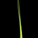 Img.VTax3957.ExN.Img6