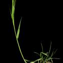 Img.VTax3957.ExN.Img9