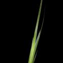 Img.VTax3959.ExN.Img1