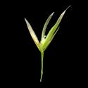 Img.VTax3963.ExN.Img6