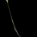 Img.VTax3965.ExN.Img12