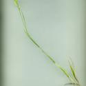 Img.VTax3965.ExN.Img2
