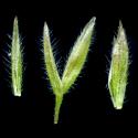 Img.VTax3967.ExN.Img11