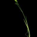 Img.VTax3967.ExN.Img9