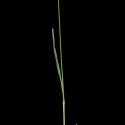 Img.VTax3971.ExN.Img6