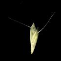 Img.VTax3973.ExN.Img9
