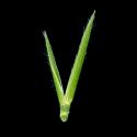 Img.VTax3977.ExN.Img3