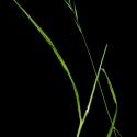 Img.VTax3977.ExN.Img8