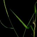 Img.VTax3981.ExN.Img4