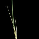 Img.VTax3982.ExN.Img1