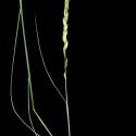 Img.VTax3987.ExN.Img2