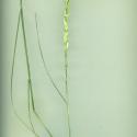 Img.VTax3987.ExN.Img4
