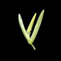 Img.VTax3987.ExN.Img8