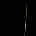 Img.VTax3997.ExN.Img3