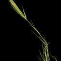 Img.VTax3997.ExN.Img4