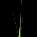 Img.VTax3998.ExN.Img3