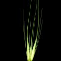Img.VTax3998.ExN.Img6