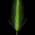 Img.VTax3999.ExN.Img3