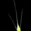 Img.VTax3999.ExN.Img6