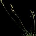 Img.VTax4012.ExN.Img3