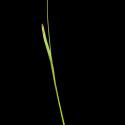 Img.VTax4014.ExN.Img11