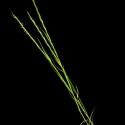 Img.VTax4024.ExN.Img2