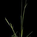 Img.VTax4028.ExN.Img10