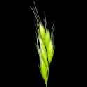Img.VTax4037.ExN.Img3