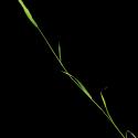 Img.VTax4037.ExN.Img6